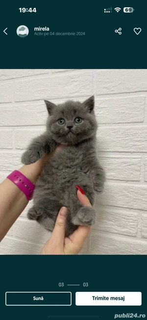 Pisica british - imagine 4