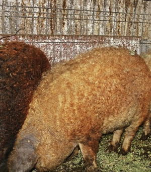 Porci mangalița rasa pură 