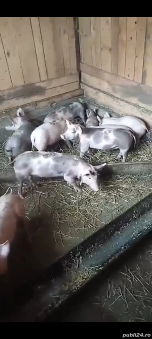 vand purcei pietrani cu marele alb 