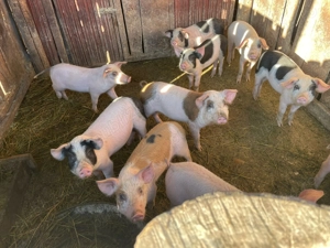 Porci de vanzare - imagine 4