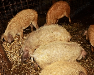 Purcei mangalița rasa pură  - imagine 2