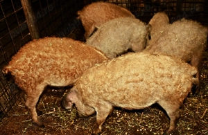 Purcei mangalița rasa pură  - imagine 3