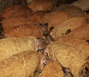 Purcei mangalița rasa pură 