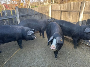 Porci de vanzare - imagine 2