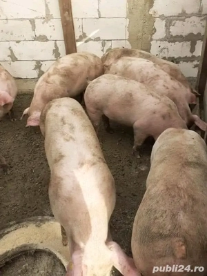 vand porci  - imagine 2