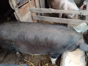 Porci  crescuți bio