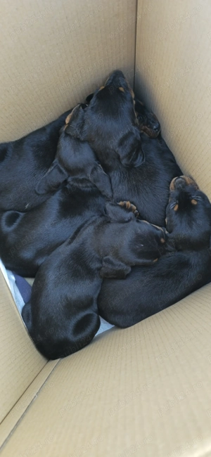 Căteluși Copoi Ardelenesc de vânătoare.