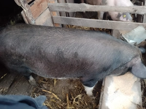 Porci de craciun