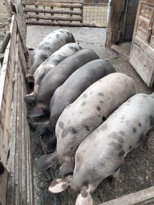 Porci de vânzare  - imagine 2