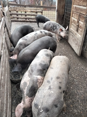 Porci de carne de vazare - imagine 2