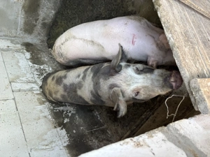 Vând porci la carcasa sau sfert 