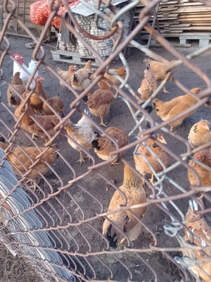 Se vinde puicuțe  - imagine 2