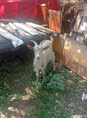 Tapi și iată de vânzare Corabia Olt Nr3 