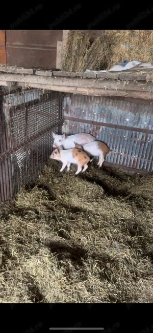 Purcei de vanzare           ,