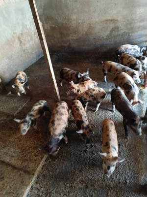 Porci de vânzare 