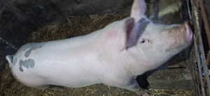 Vand porci pentru sacrificat