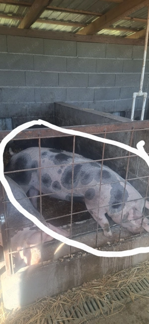 Vand porci pentru sacrificat - imagine 2