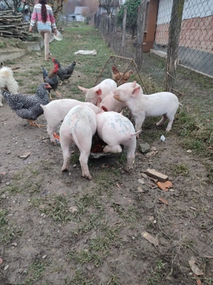 Vând 8 purccei de 6 săptămâni 