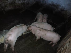 Vand purcei de 9 saptamani - imagine 2