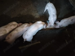 Vand purcei de 9 saptamani - imagine 3