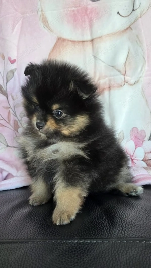 Pui pomeranian black and Tan talie mica