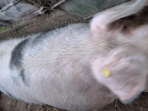 Porci crescuți bio - imagine 2