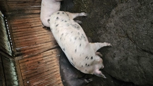 Porc rasa marele alb cu Pietran  cel  cu pete 18 lei kg - imagine 2