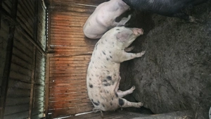 Porc rasa marele alb cu Pietran  cel  cu pete 18 lei kg - imagine 3