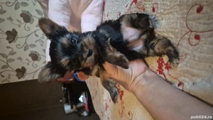 vând băiețel yorkshire terrier  - imagine 3
