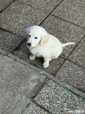 Pui Golden Retriever 