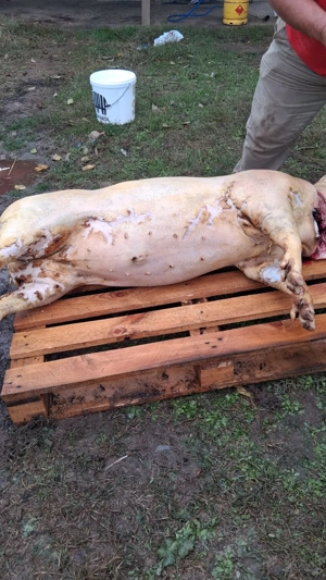 Porci disponibili pt masa de Crăciun 