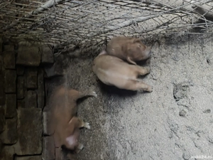 scoafa cu purcei - imagine 3