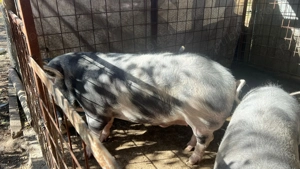 Vând porc  - imagine 2