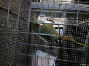 Marele alexandru  - imagine 2