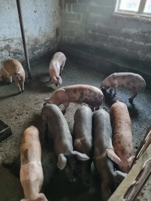 4 fete și 3 băieți de vânzare  - imagine 2