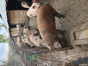 porci de vânzare 
