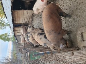 porci de vânzare  - imagine 3