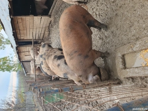 porci de vânzare  - imagine 2