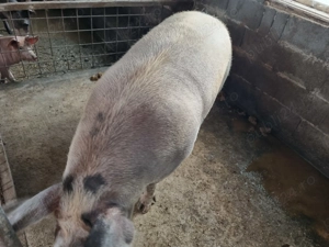 Porci mari pentru Crăciun  - imagine 3