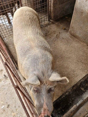 Porci mari pentru Crăciun  - imagine 2