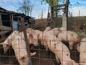 purcei de vânzare  4 luni 