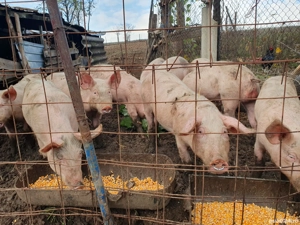 purcei de vânzare  4 luni  - imagine 2