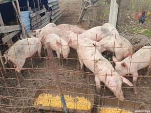 purcei de vânzare  4 luni  - imagine 4