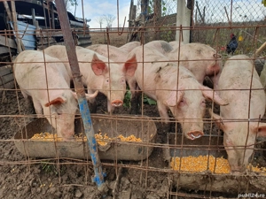 purcei de vânzare  4 luni  - imagine 3