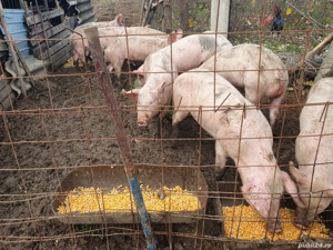 purcei de vânzare  4 luni  - imagine 5