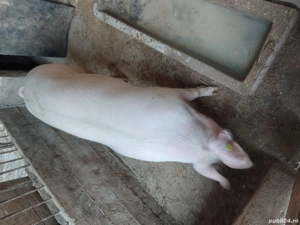 Porc de vanzare - imagine 3