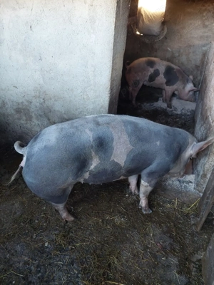 Porci de Vanzare