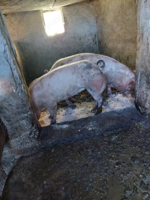 Porci de Vanzare - imagine 5