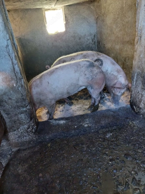 Porci de Vanzare - imagine 4