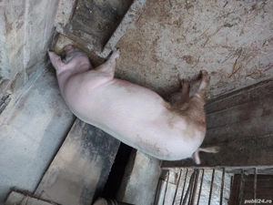 Porc de vanzare - imagine 2